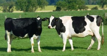 cows